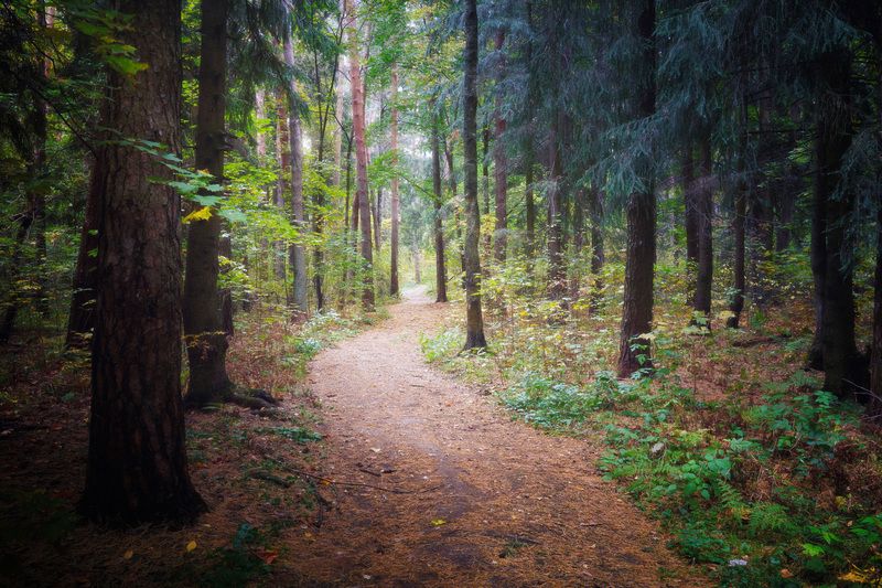 В осеннем лесу фото превью