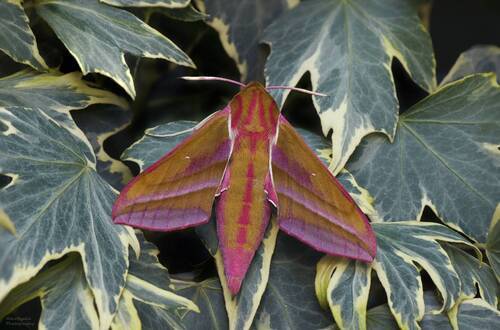 Бражник винный