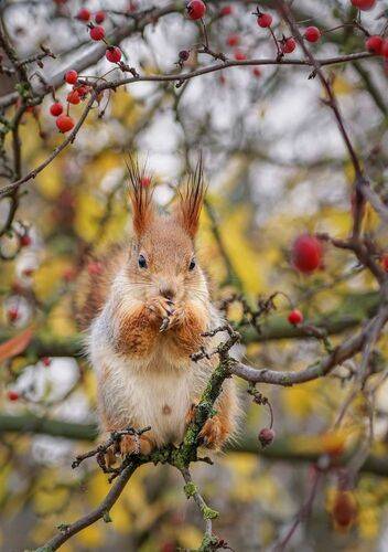 На декоративной яблоне