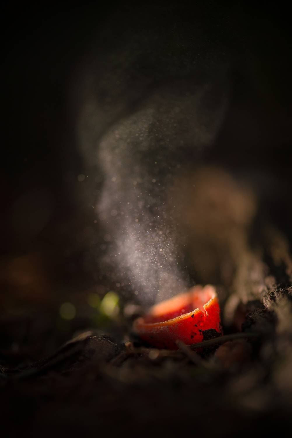 Саркосцифа, споры, гриб , Соварцева Ксения