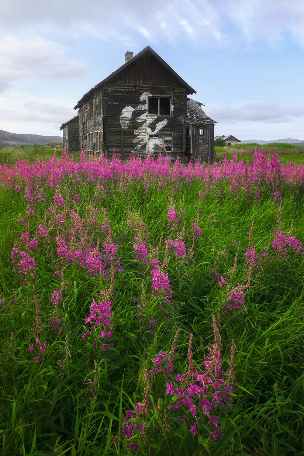 териберка, кольский, цветы, север, Растворов Игорь