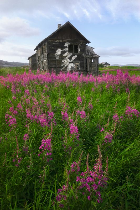 териберка, кольский, цветы, север На отшибе фото превью