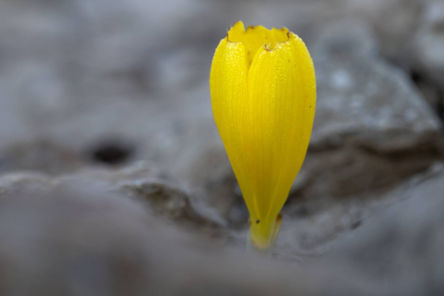 macro, flowers, plants, nature, spring, red, grass, Nikolay Tatarchuk