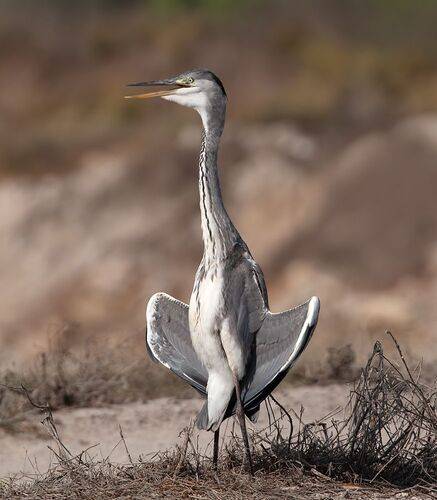 Grey heron -Cерая цапля
