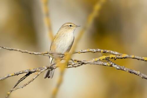 Пеночка-теньковка / Common Chiffchaff / Phylloscopus collybita