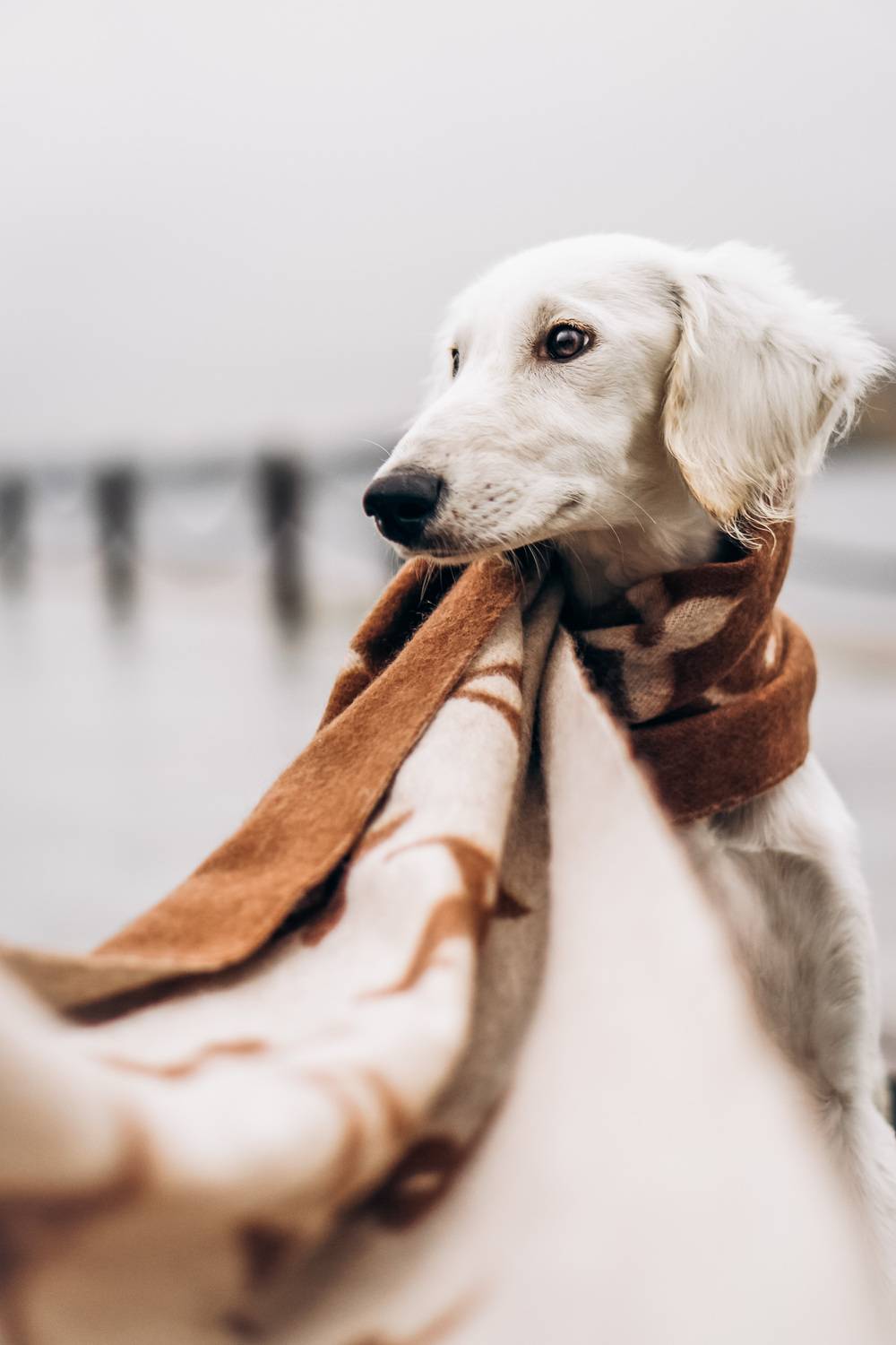 , Гречаная Мария