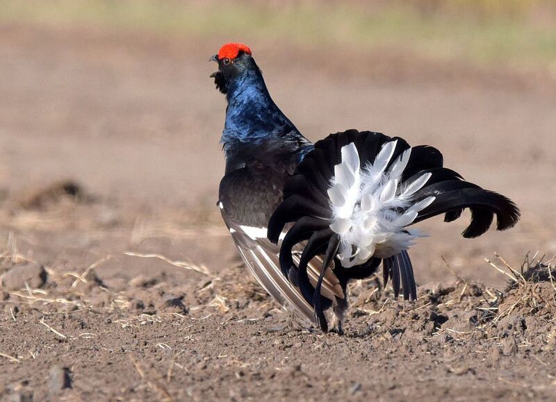 Еще бурлит кровь в жилах фото превью