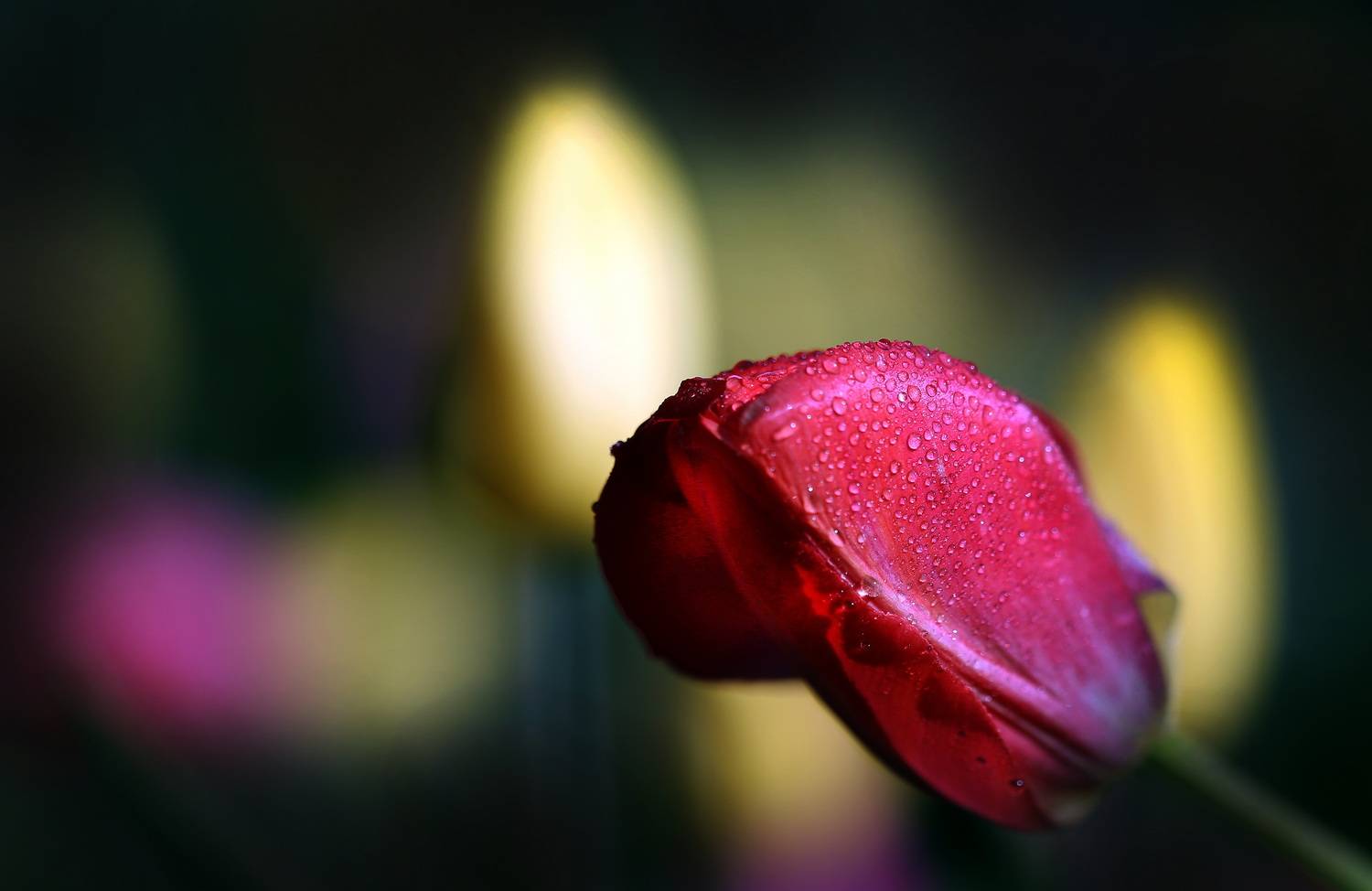 , Бибичков Михаил