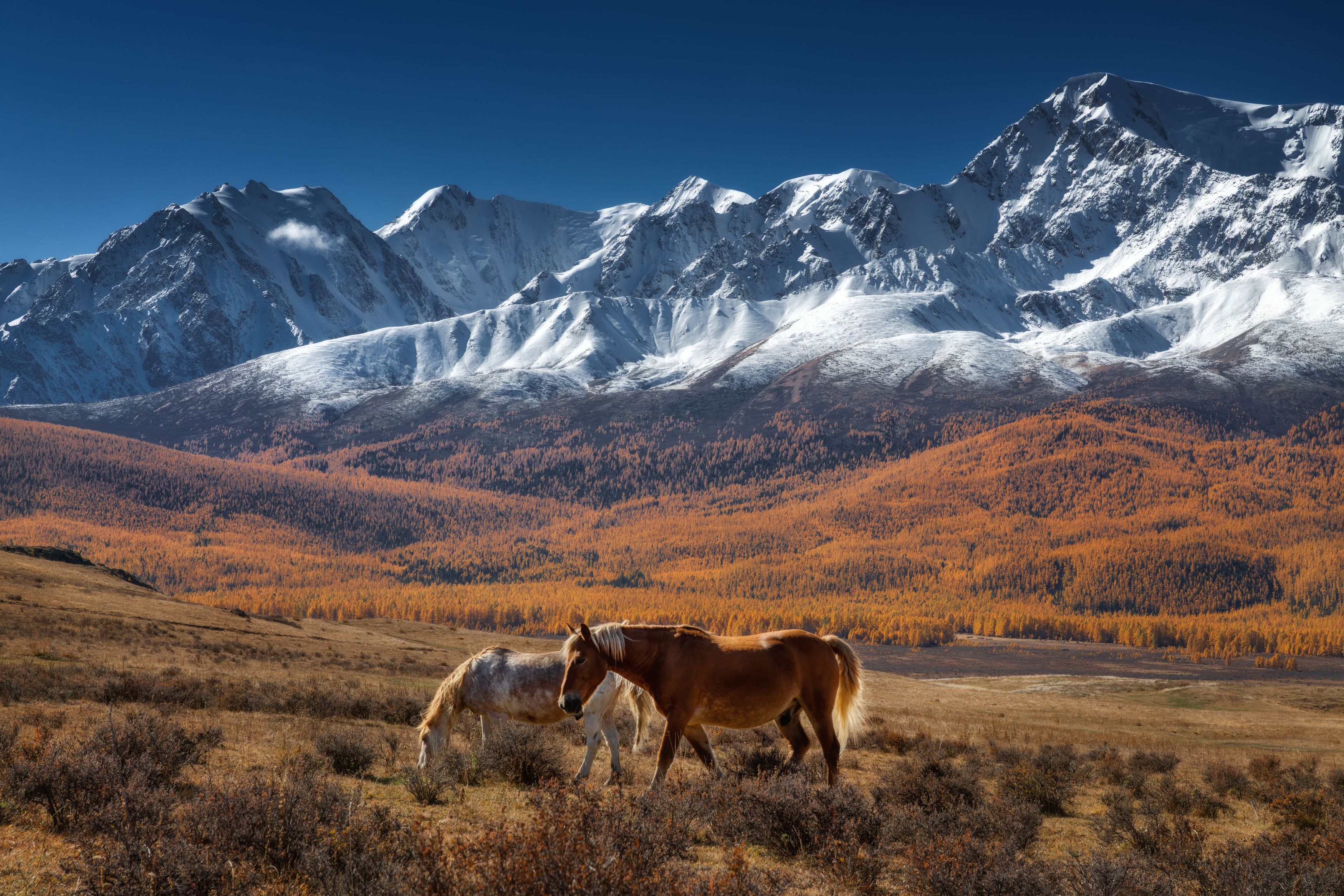 Алтайские мотивы фото превью