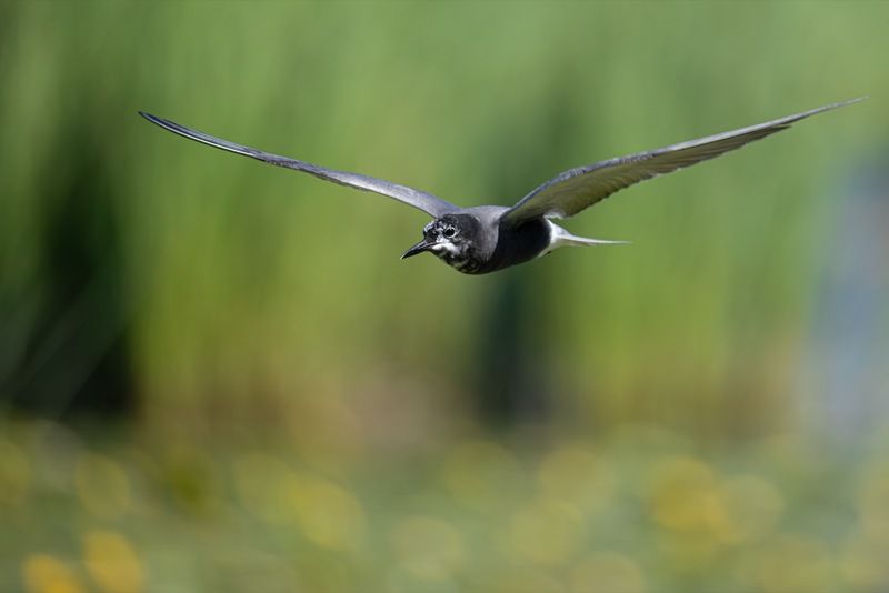 черная крачка, крачка, чайка, птицы Черная крачка фото превью