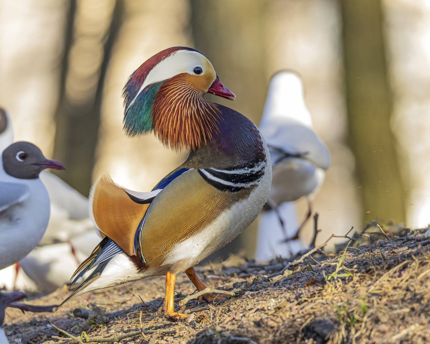 мандаринка, утка, птицы, красная книга, Ruslan Pl