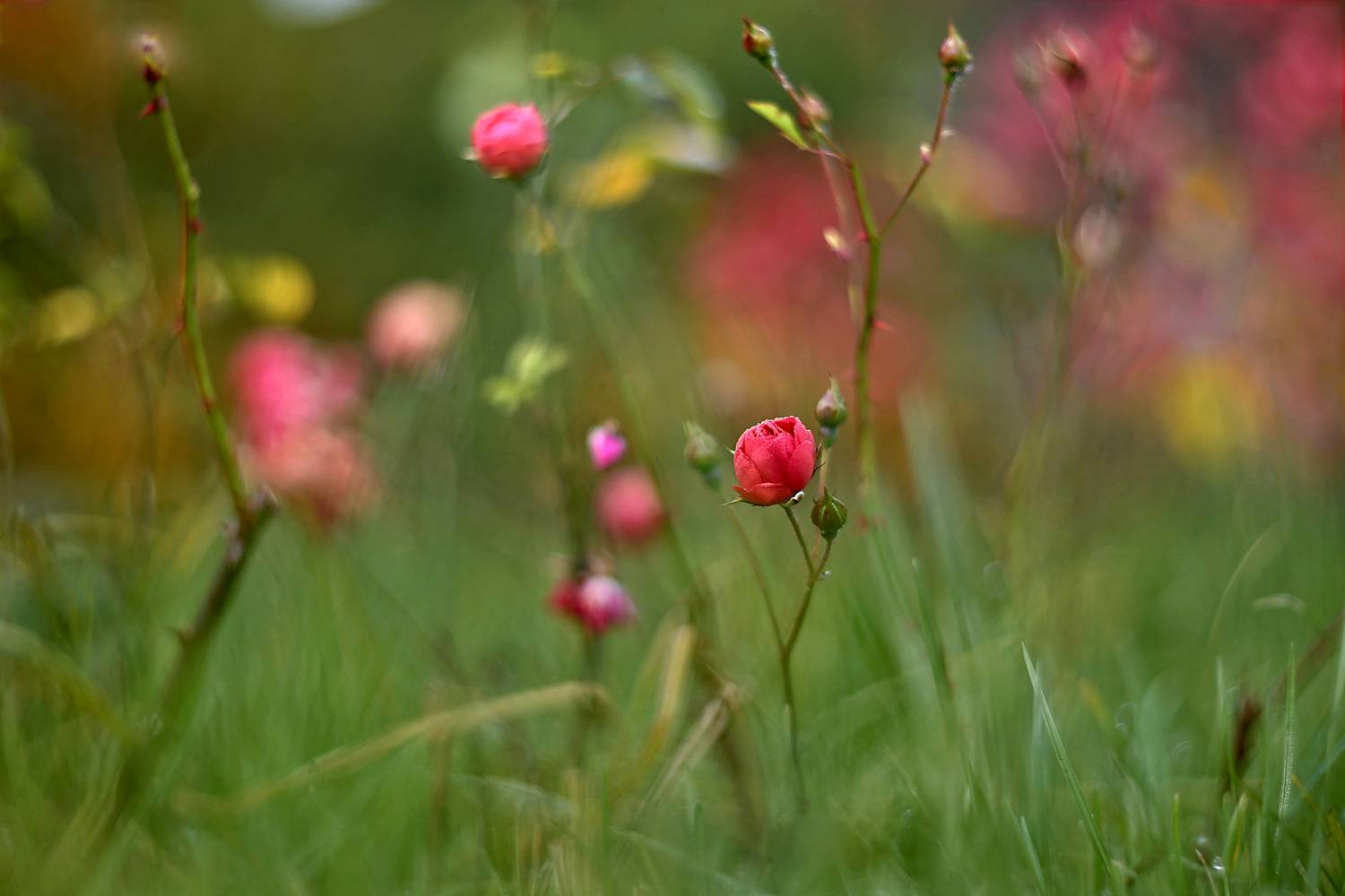 , Колобошников Эдуард