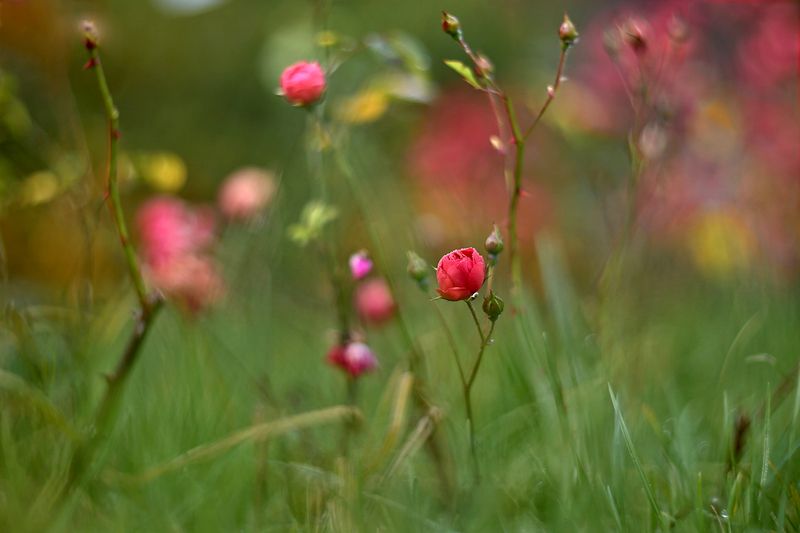 ***** фото превью