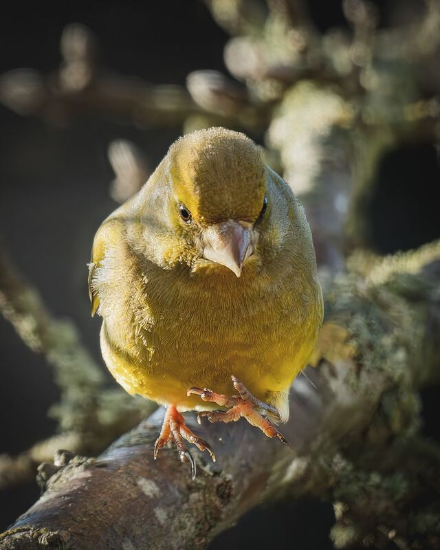 Зеленушки птицы бёрдвотчинг  Женщина, прекращаем фотографировать! фото превью