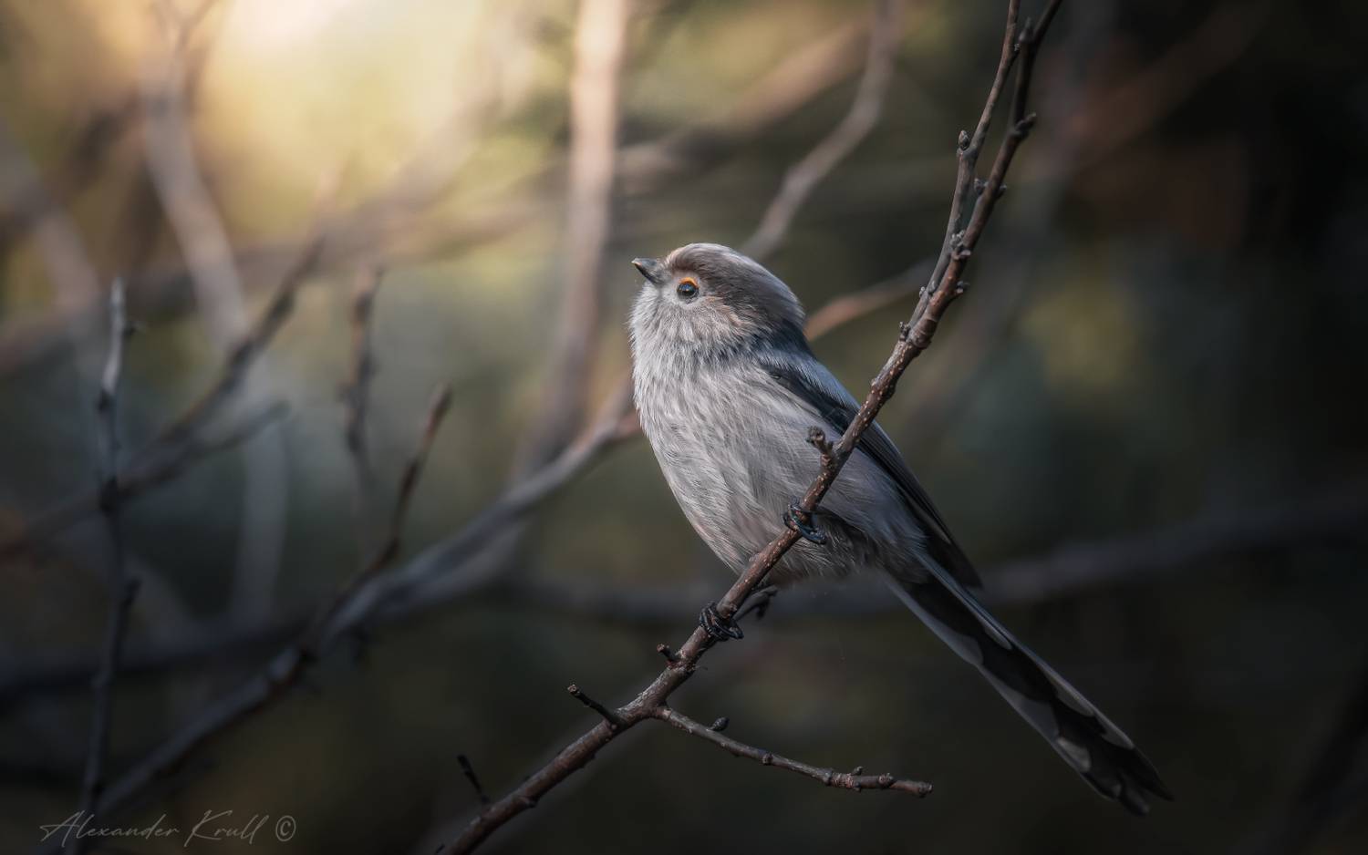 длиннохвостая синица, ополовник, aegithalos caudatus major, Круль Александр