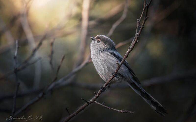 длиннохвостая синица, ополовник, aegithalos caudatus major ...и уж зима не за горами фото превью