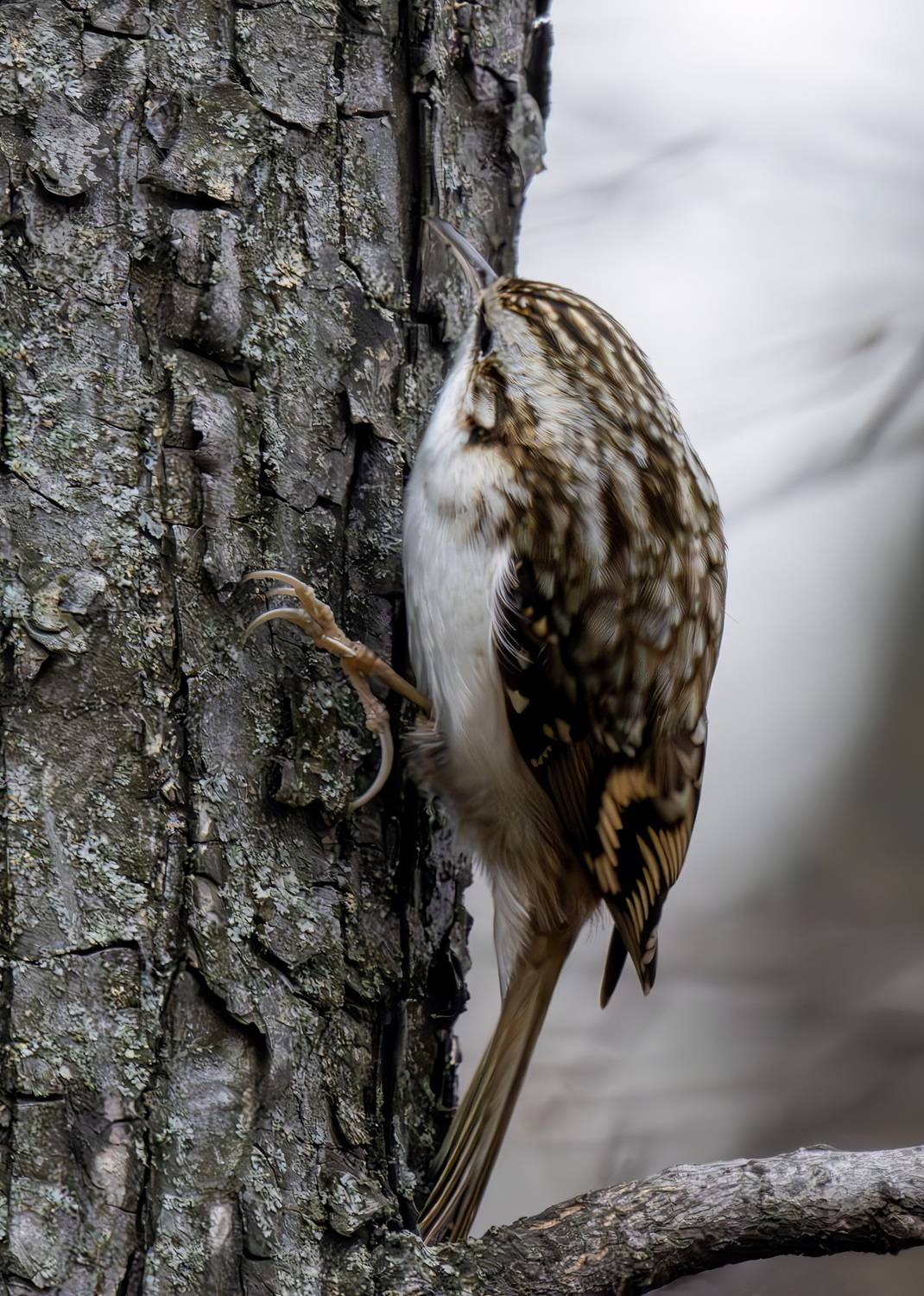 , Волынский Виктор
