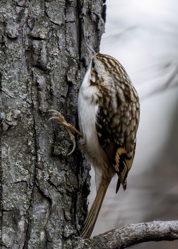 Пищуха фото превью