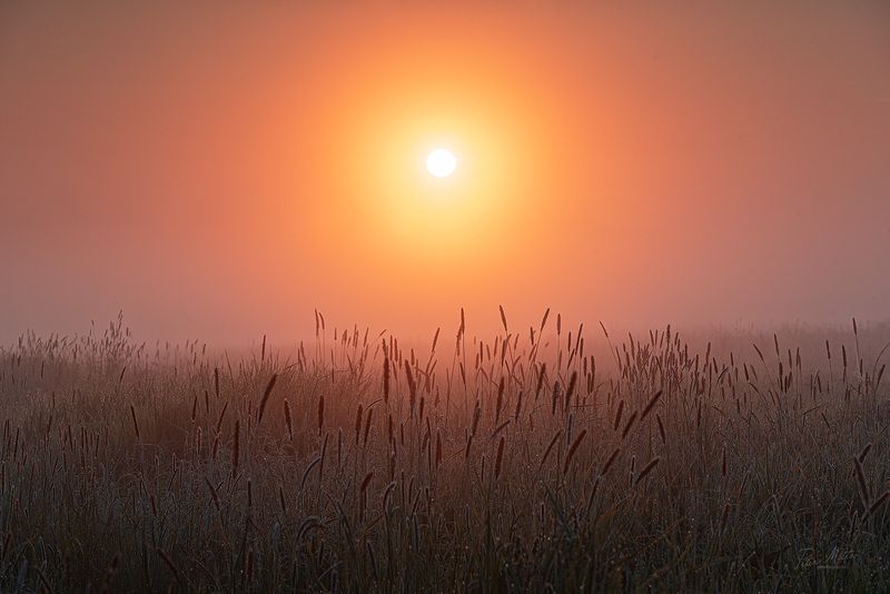 Дикие травы фото превью