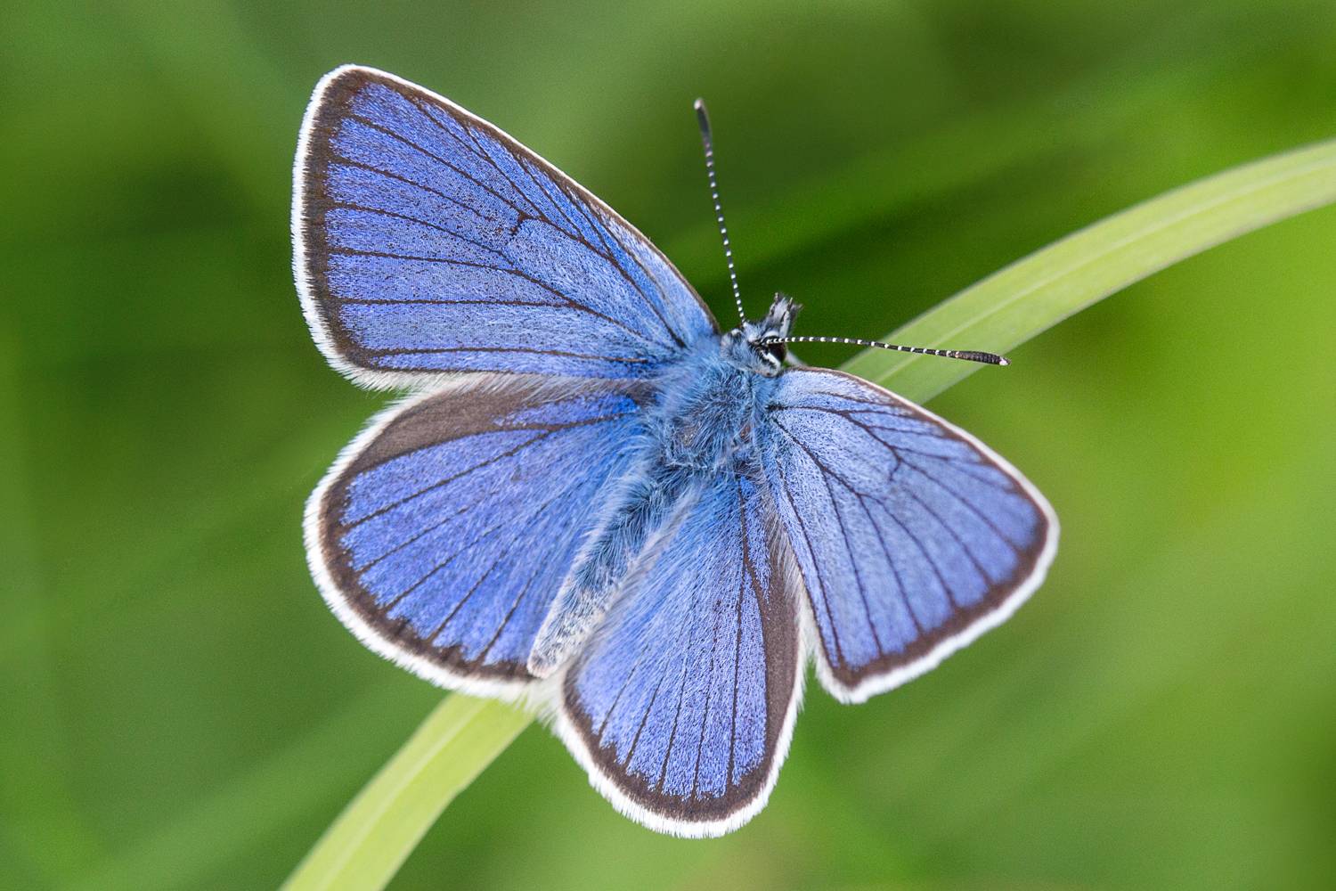 , Алексеев Сергей