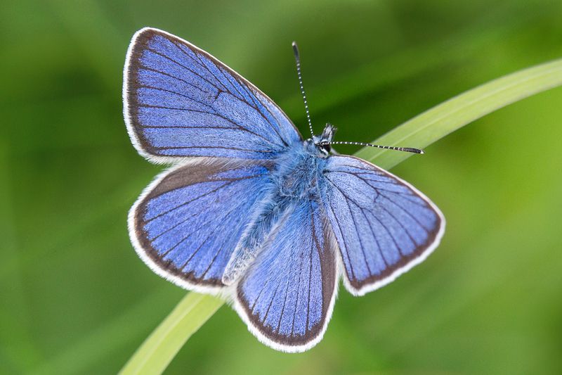 Голубянка. фото превью