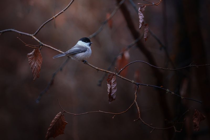 природа, лес, поля, огороды, животные, птицы, макро Краски поздней осени фото превью