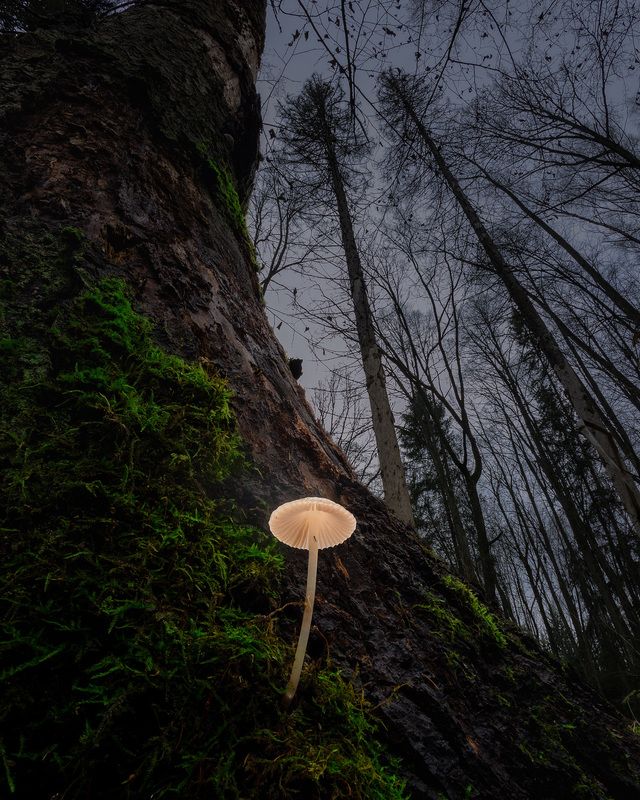 Грибы фото превью