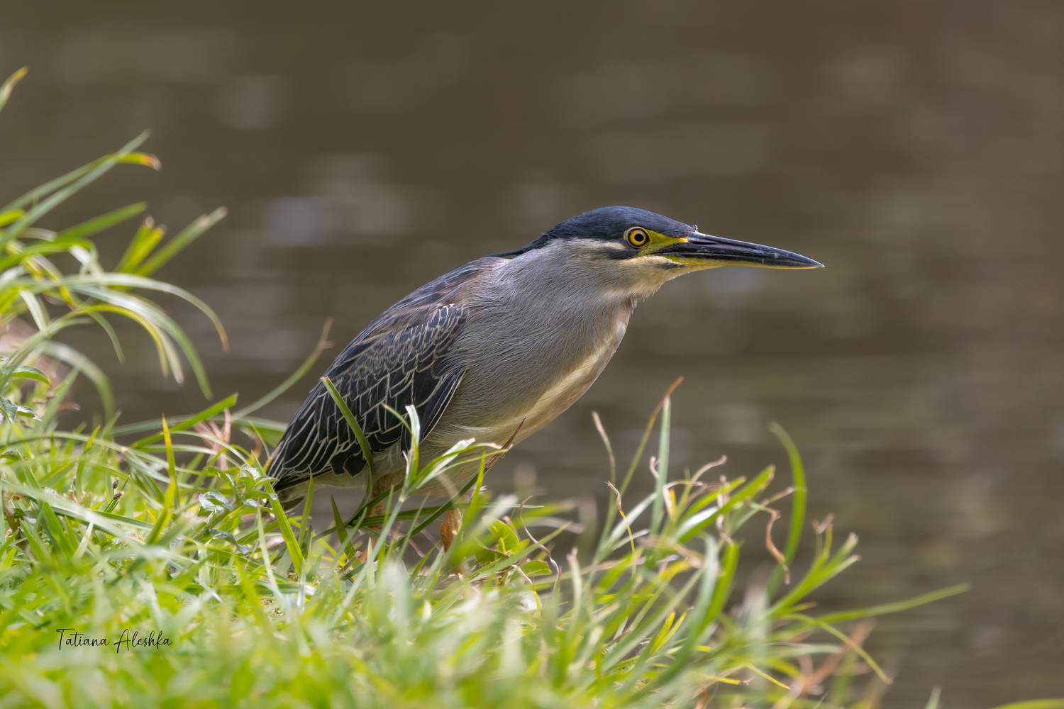 , Алешка Татьяна