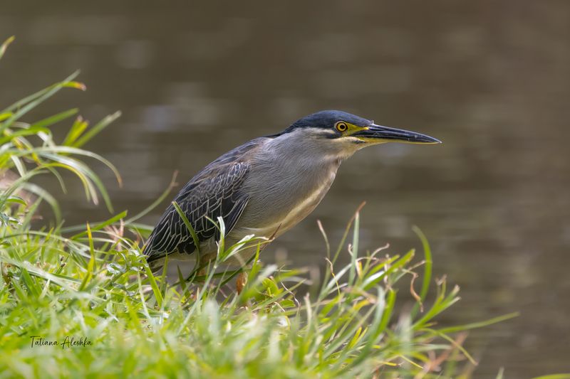 Зеленая кваква (Butorides striata) фото превью