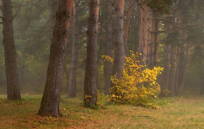 Сосновая аллея фото превью