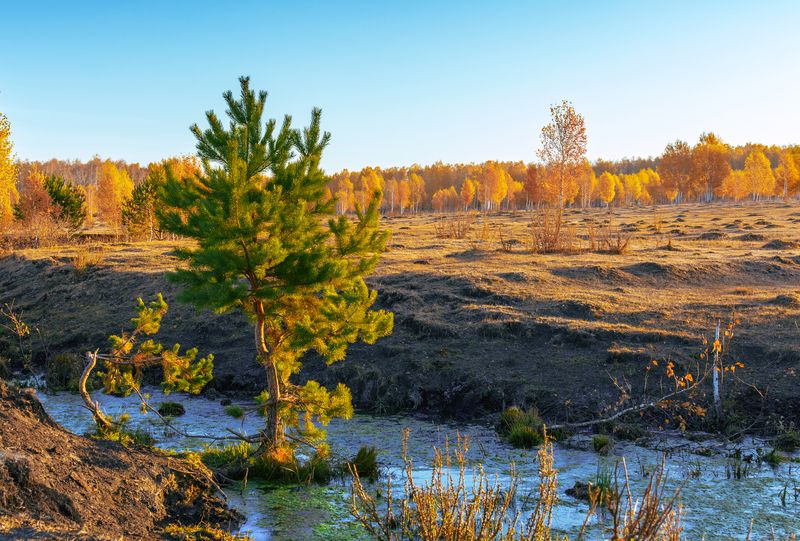 природа, пейзаж, урал, осень Золото Урала фото превью