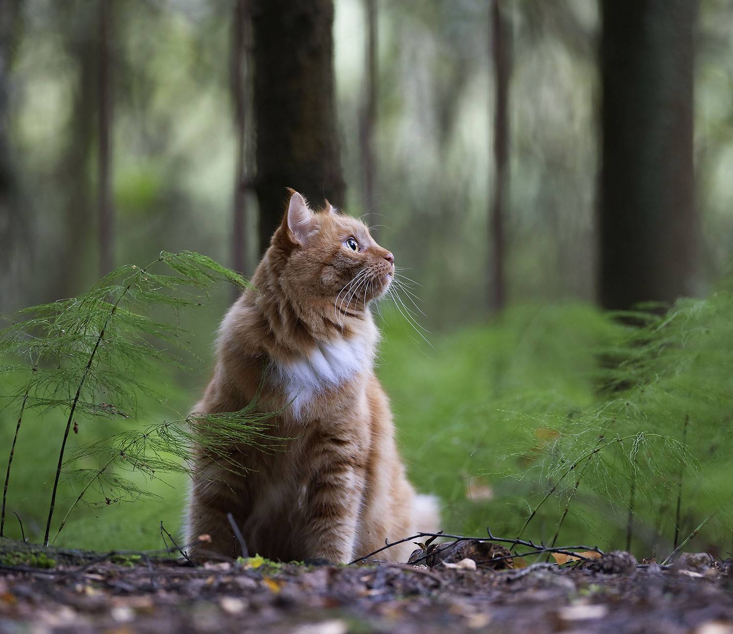 кот, рыжий, романтик, фотомодель, красавец, cat,beautiful, model,forest, nature, Стукалова Юлия