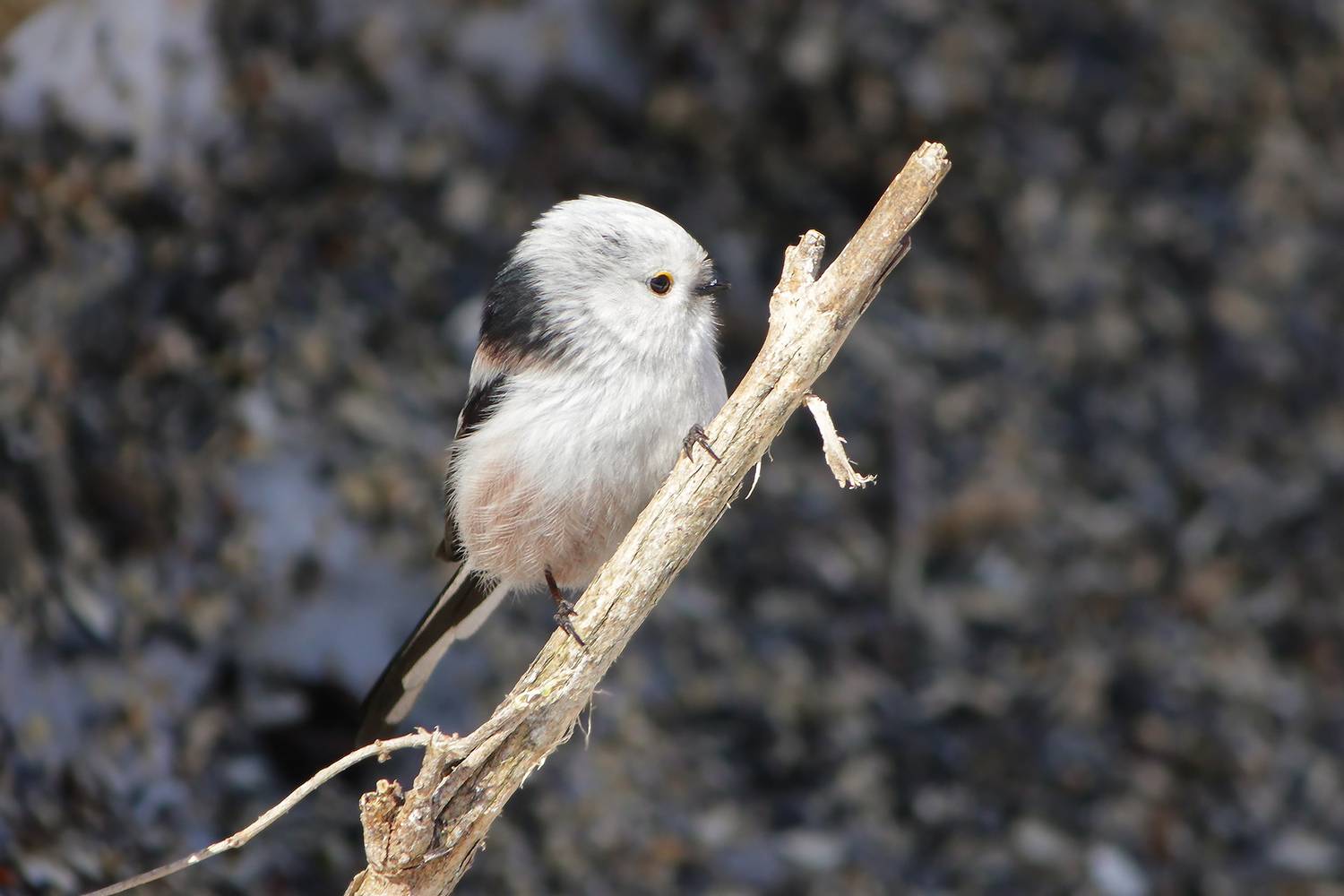 синица, длиннохвостая синица, ополовник, aegithalos caudatus, КарОл