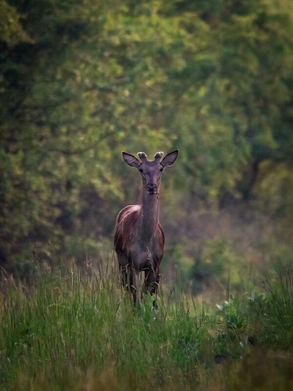 #wildlife Deer фото превью