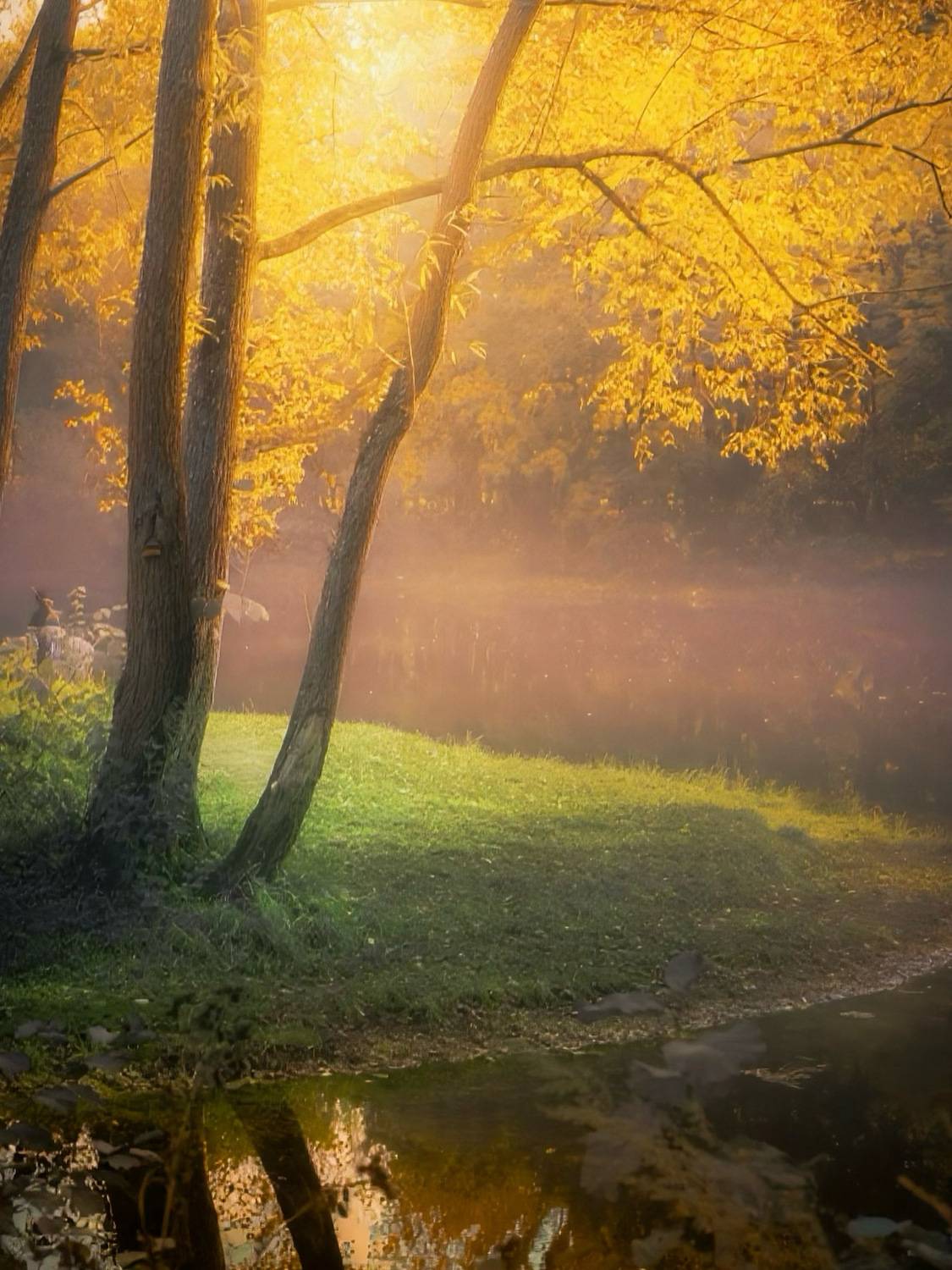 пейзаж, landscape, nature, природа, осень, autumn, золотаяосень, goldatum, лес, forest, туман, Julia Kaissa