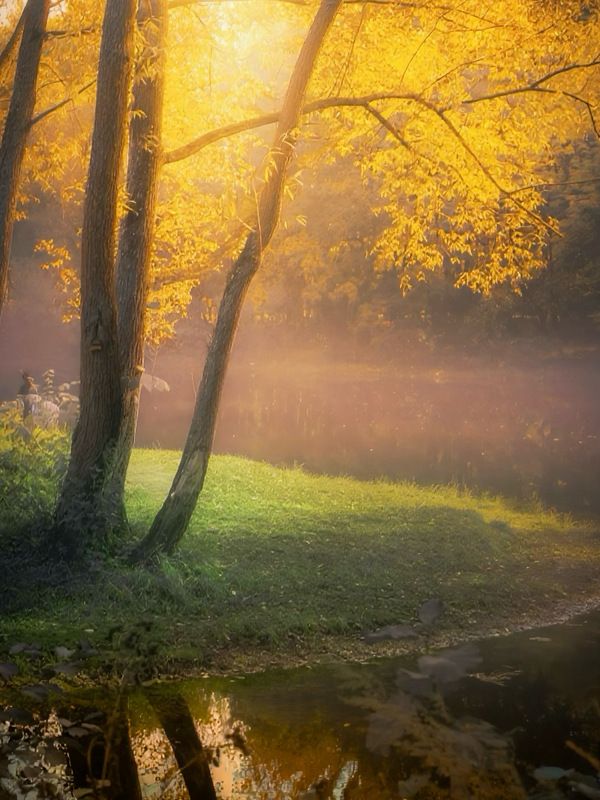 пейзаж, landscape, nature, природа, осень, autumn, золотаяосень, goldatum, лес, forest, туман *** фото превью