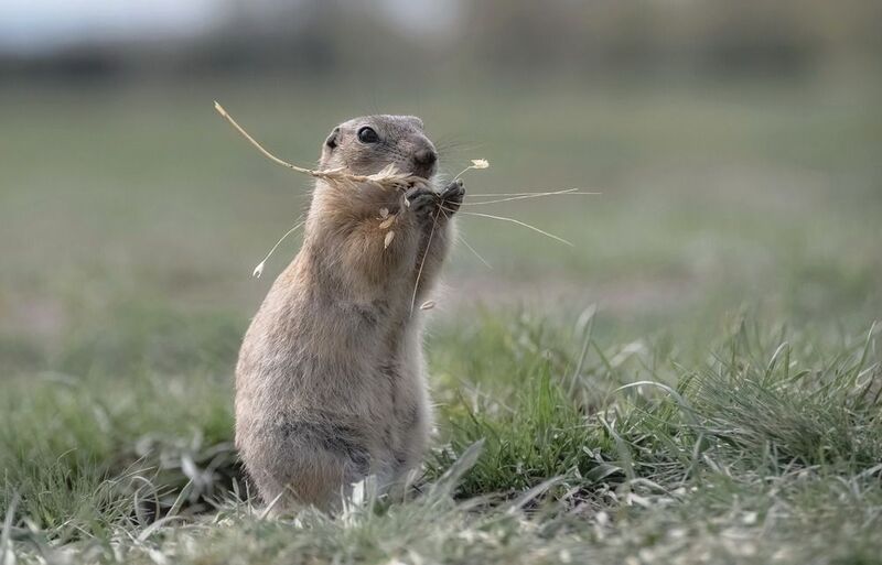 Лакомка фото превью