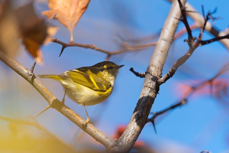 пеночка, пеночка корольковая, корольковая пеночка, птица, птицы, осень, лес, природа, фотоохота, новосибирск Портреты корольковой пеночки фото превью