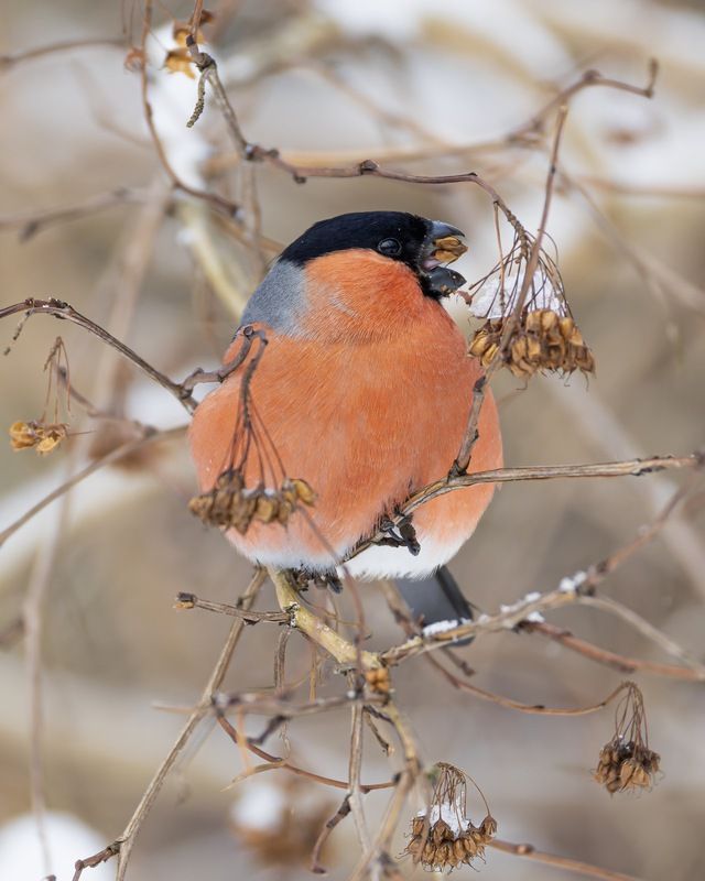 снегирь, птицы, зима, пузыреплодник  фото превью