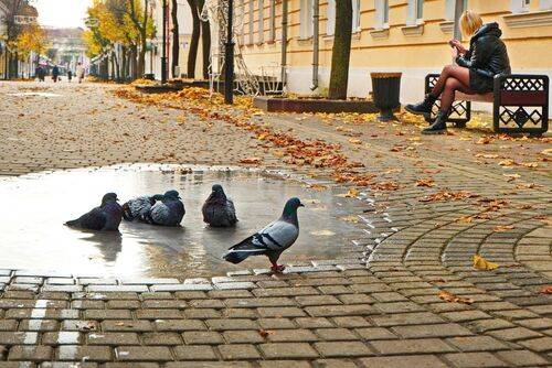 Осенний стрит