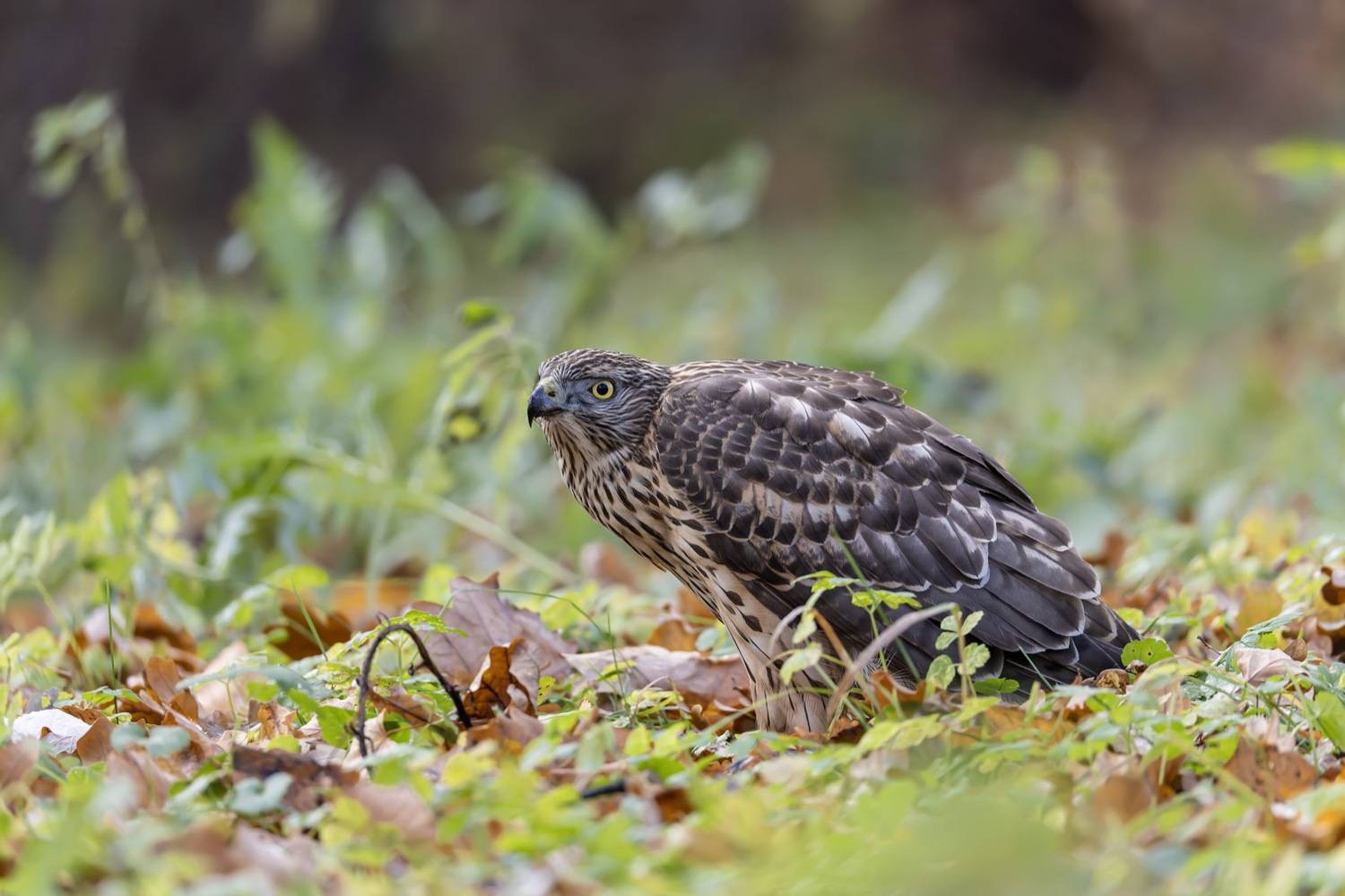 ястреб тетеревятник, ястреб, тетеревятник, птицы, ястреб-тетеревятник, хищники, хищная птица. hawk, birds, goshawk, Ruslan Pl