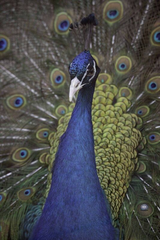 Peafowl фото превью
