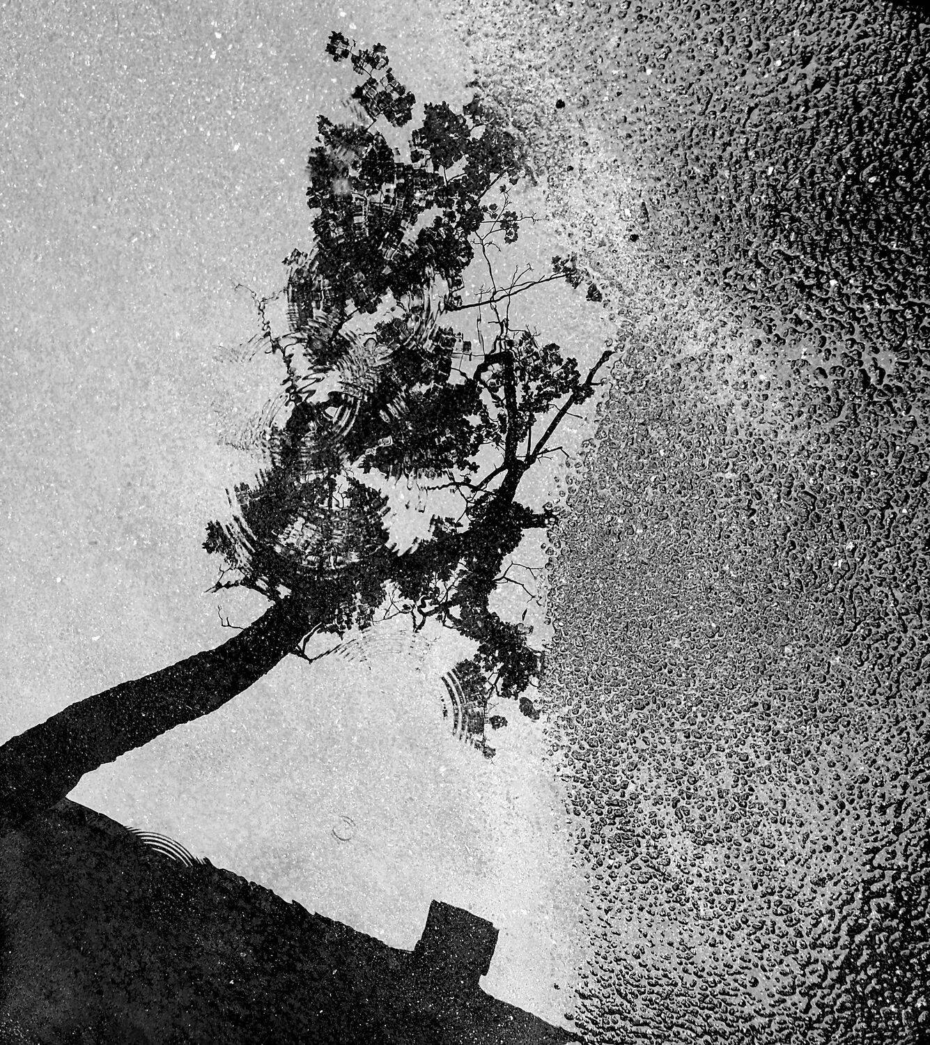 , Антон Лаба