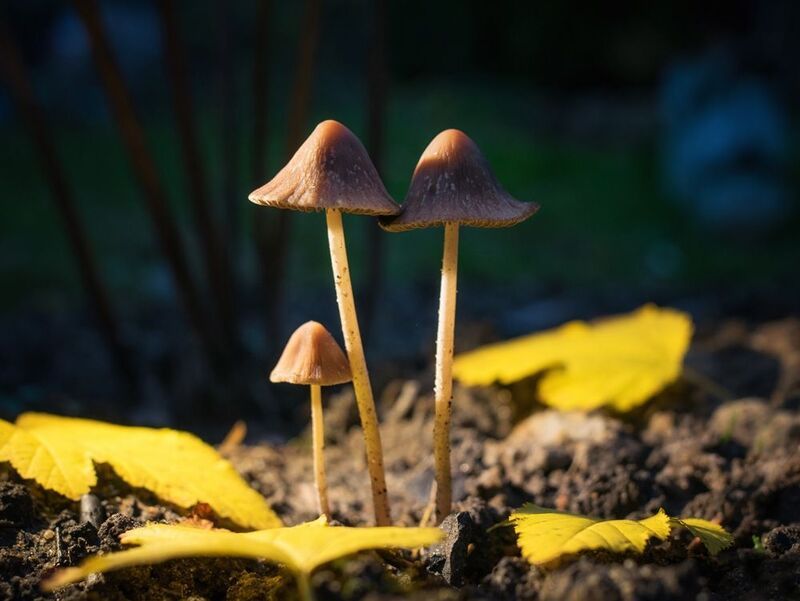 Папа, мама, я фото превью