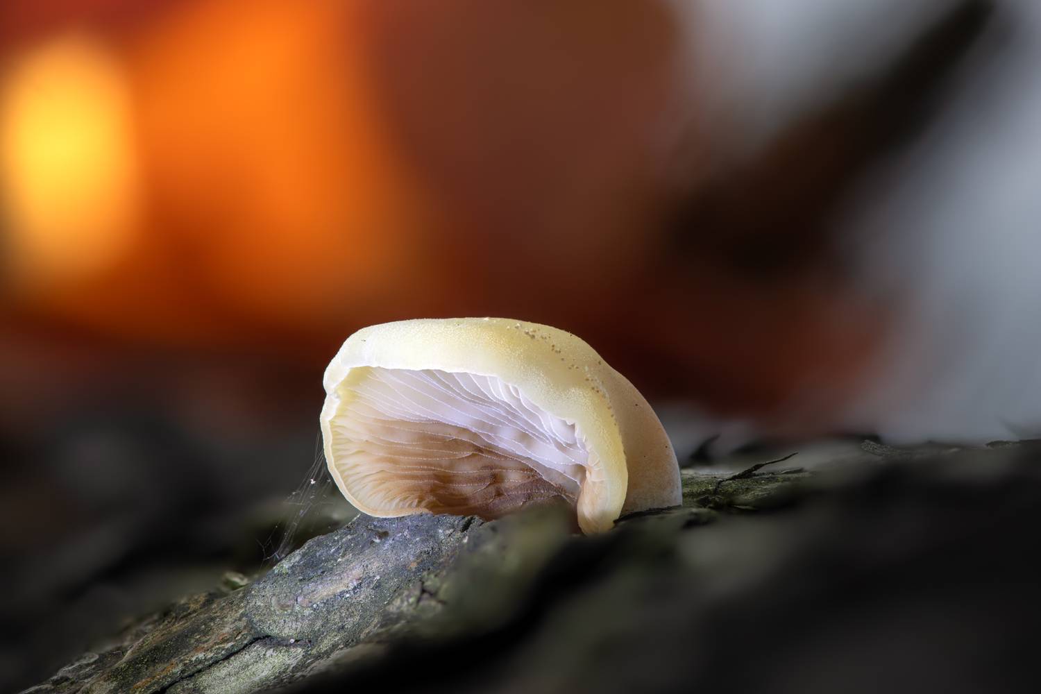 , Виктор Лебедь