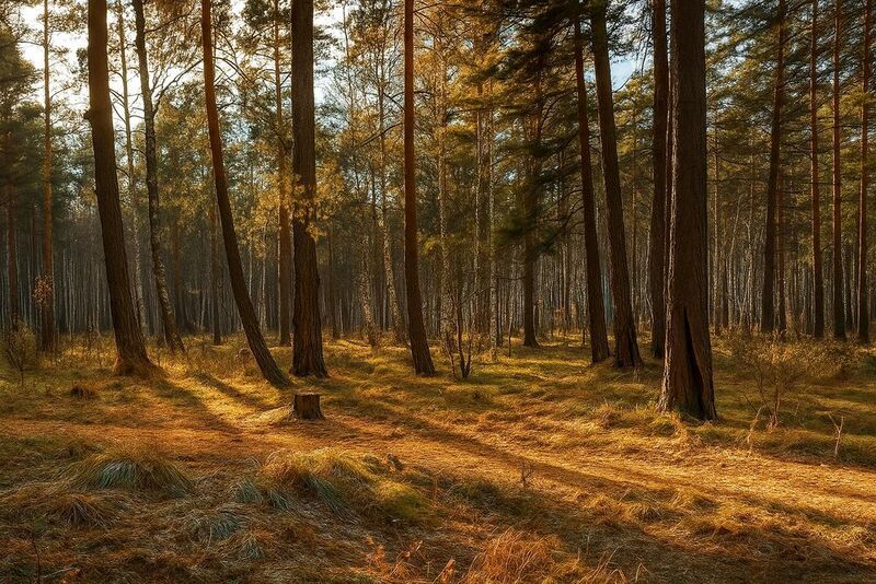 Осенний лес фото превью