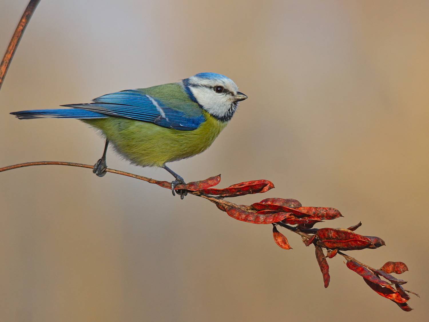 parus caeruleus, лазоревка, лакрица, солодка голая, glycyrrh&iacute;za gl&aacute;bra,, sergey izoya