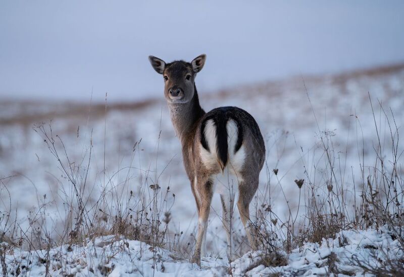 олень пятнистый пятнистый олень красный бор Беларусь рогач Ты со мной? фото превью