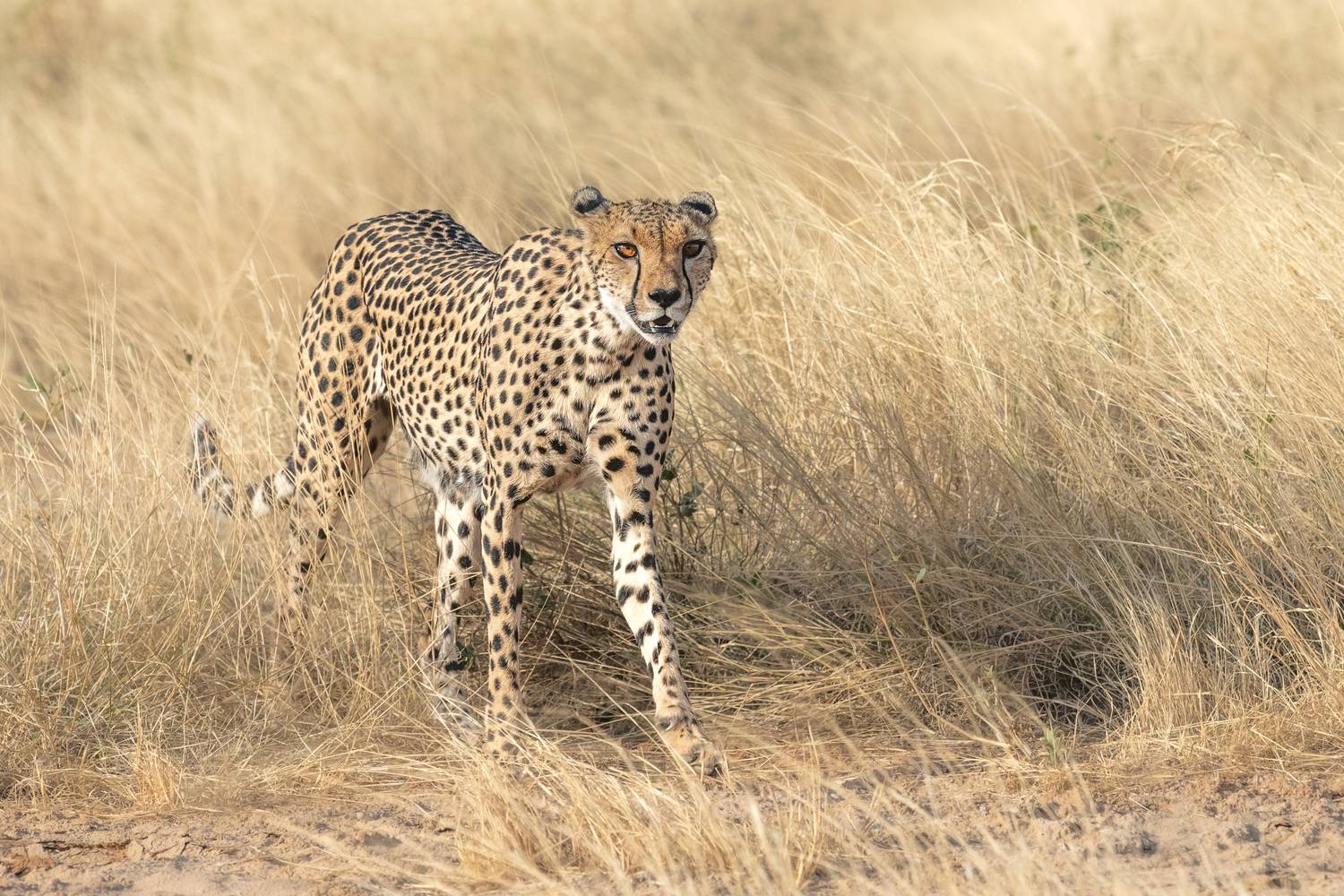 гепард, кения, африка, сафари, дикая природа, животные, кошка, Дмитрий Николаев