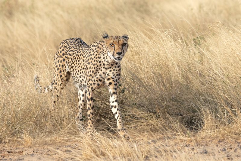 Гепард из Самбуру. фото превью
